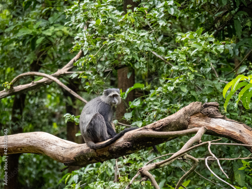 Fototapeta premium Lake Maynara, Tanzania, Africa - March 2, 2020: Blue Monkey sitting on Tree Branch