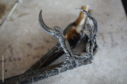 Fototapeta Naklejka Na Ścianę i Meble -  Close up of decomposing raven claw