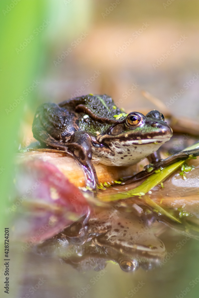 Fototapeta premium Big green toad or green frog with water reflection warming up in sun as amphibian water animal in the wetlands with camouflage in biotope croaking in a lake or pond swimming as wild aquatic species