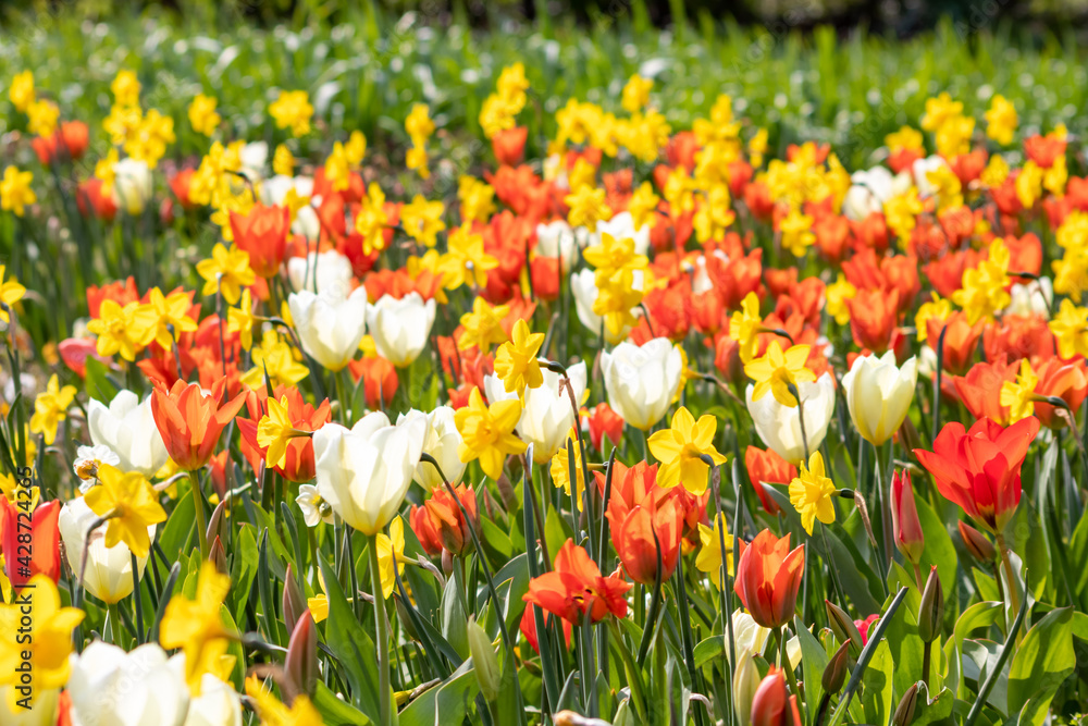 Colorful bright meadow with mothers day flowers in shiny sunlight and backlight with elegant and intense petals shows the bright side of spring season and the joy of gardeners and blooming flowers