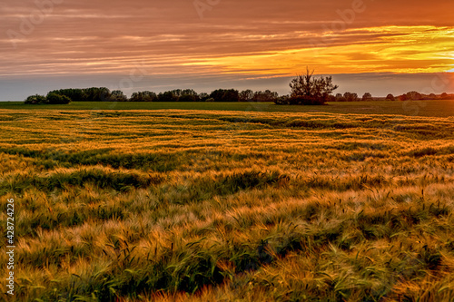 Evening sunlight over a cornfield near the Daschower Moor  Mecklenburg-Western Pomerania  Germany