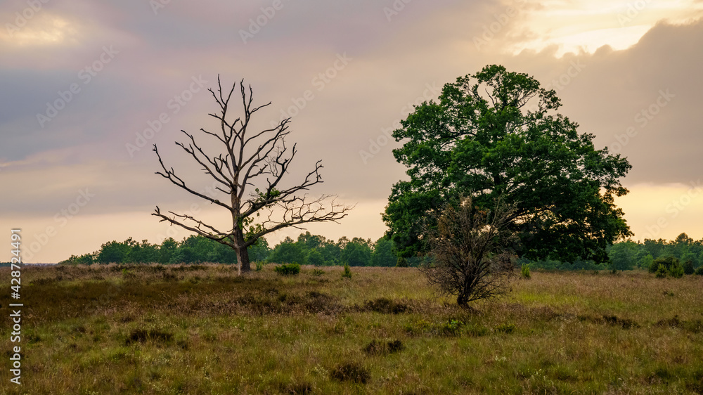 Evening in the Lueneburg Heath landscape near Niederhaverbeck, Lower Saxony, Germany