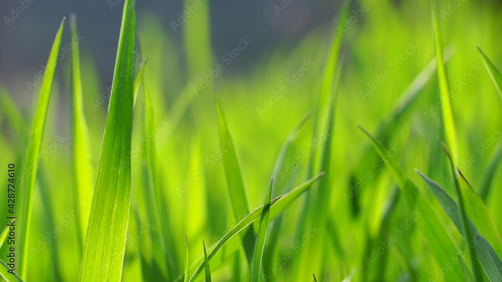 Green grass background. Fresh growth in spring. Swaying in wind. Tall green grass moves in the wind, 4K Green grass background. Fresh growth in spring. Swaying in wind. Tall green grass moves in the wind, 4K