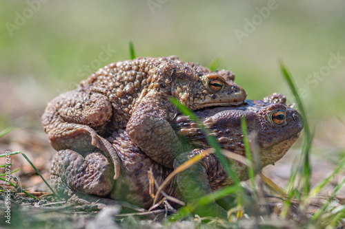 Europaean common frogs (Rana temporaria), mating or making love in early spring among the grass, close-up, macro