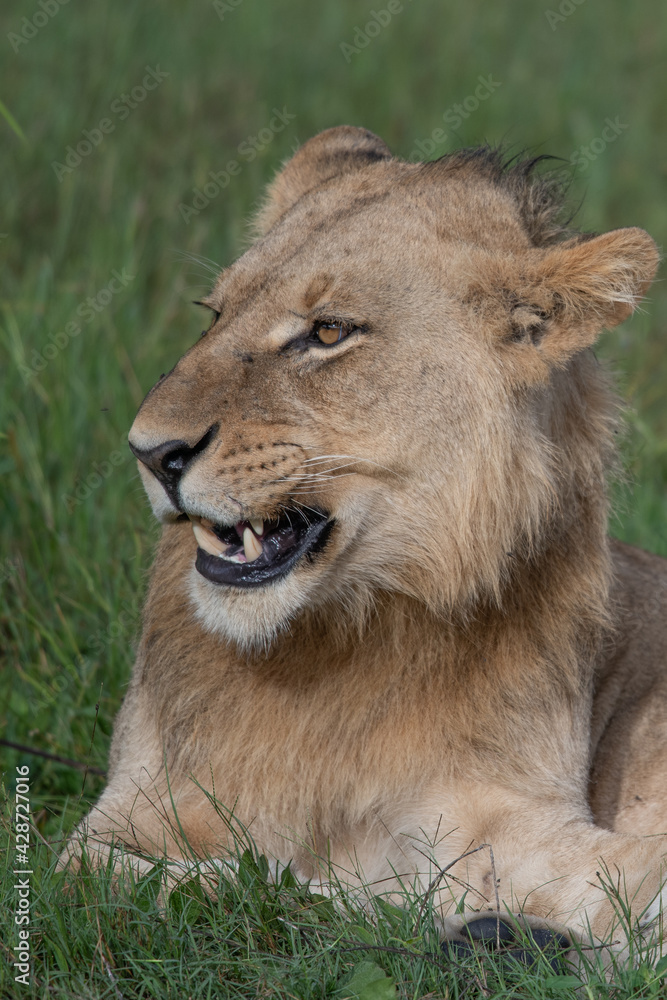 Beautiful Lion Caesar in the golden grass of Masai Mara, Kenya Panthera Leo. Beautiful Lion Caesar in the golden grass of Masai Mara, Kenya Panthera Leo.