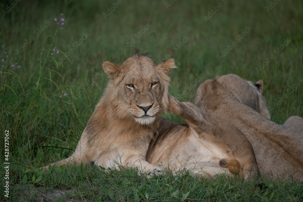 Beautiful Lion Caesar in the golden grass of Masai Mara, Kenya Panthera Leo. Beautiful Lion Caesar in the golden grass of Masai Mara, Kenya Panthera Leo.