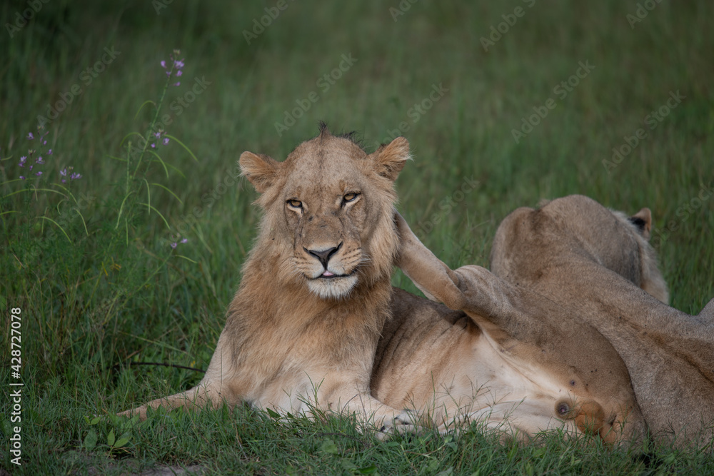 Beautiful Lion Caesar in the golden grass of Masai Mara, Kenya Panthera Leo. Beautiful Lion Caesar in the golden grass of Masai Mara, Kenya Panthera Leo.