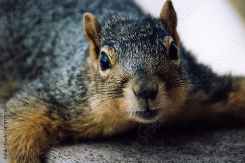 squirrel on a bench