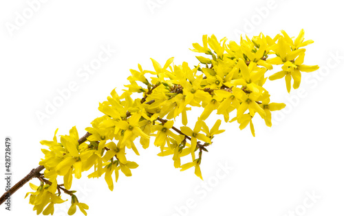 Photographie flower forsythia isolated
