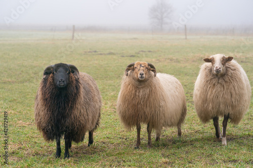 Three sheep in the mist. They look at camera, detail shot. Sheep feed on spring grass. Search for food. Agriculture and extensive traditional breeding