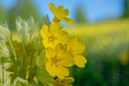 Yellow wild flower in a spring meadow. A closeup of a primrose flower.