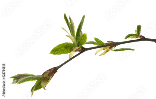 Foto spring alder branch