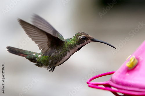 A female Black-throated Mango (Anthracothorax nigricollis) hummingbird hovering in front of a feeder, Bogota, Colombia.