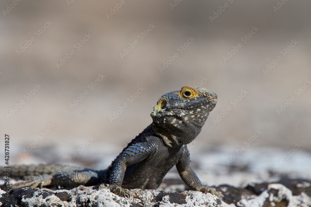 Roughtail Rock Agama (Stellagama stellio), Side, Turkey. Roughtail Rock Agama (Stellagama stellio), Side, Turkey.