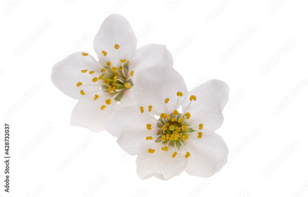 Fototapeta premium spring cherry blossom