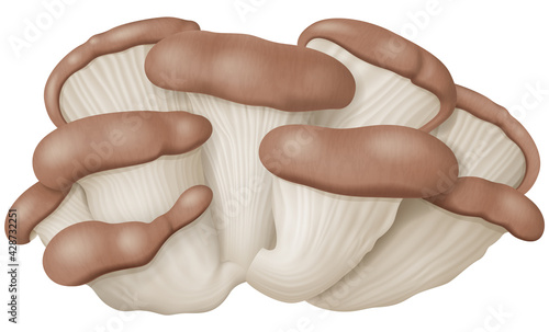 Oyster mushrooms or oyster fungus isolated on white background. Vector illustration.