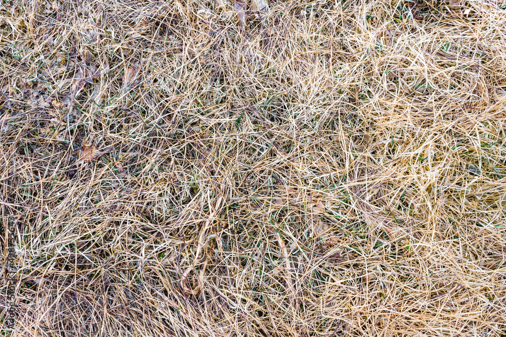 Spring dry grass, natural background top view.