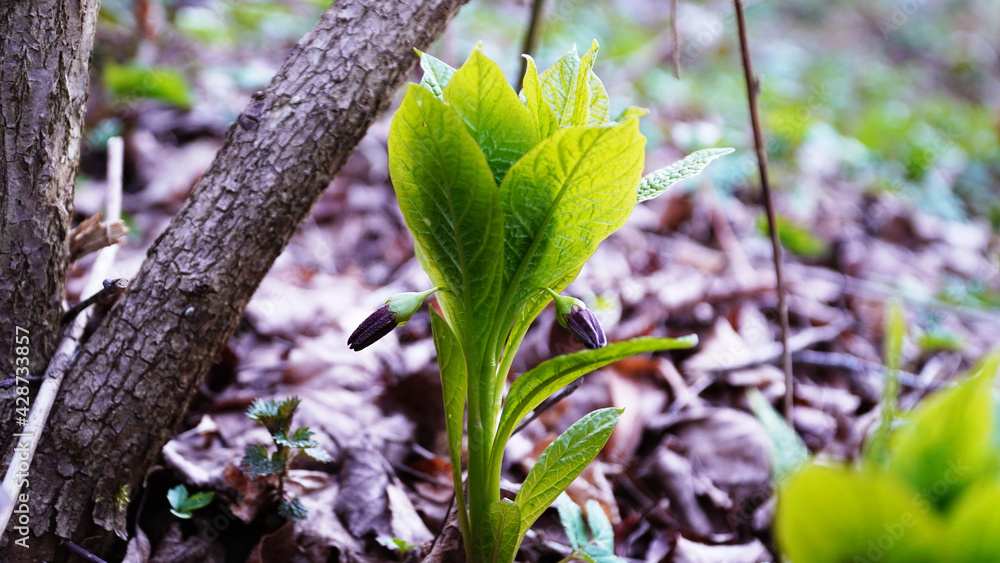 Obraz premium Scopólia in nature