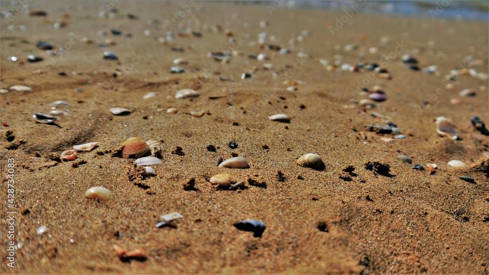 Kulisse mit vielen bunten Muscheln am Strand. Kulisse mit vielen bunten Muscheln am Strand.