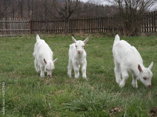 The goats grazes on the green grass.  A clutch of three white goats standing among the green grass on a warm spring day.  Family of a mother and her two children. © LP