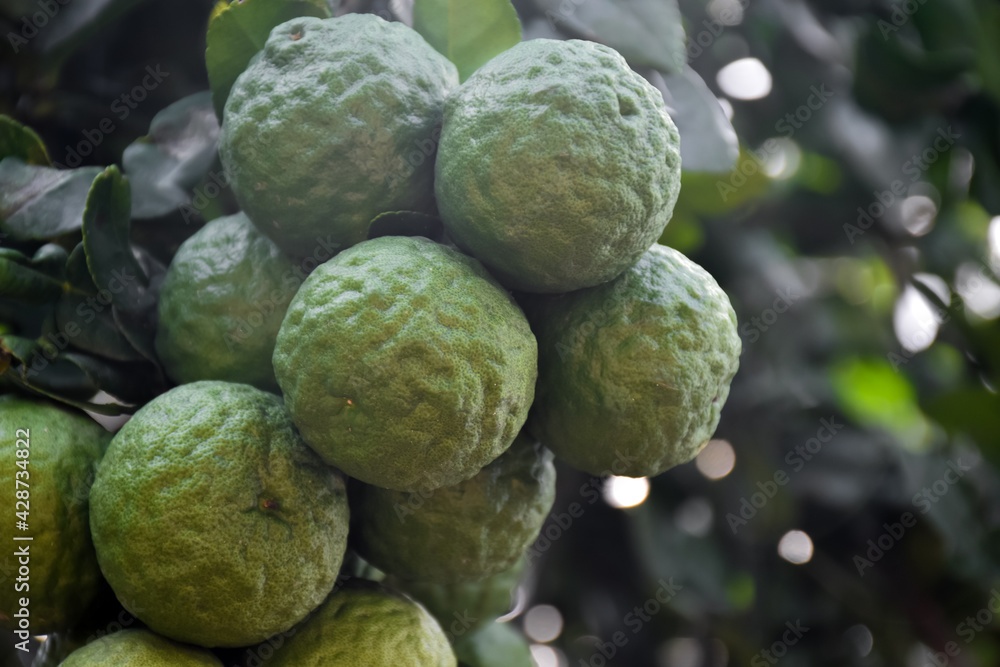 Citrus hystrix, kaffir lime or makrut lime hanging on its branches and tree. Citrus hystrix, kaffir lime or makrut lime hanging on its branches and tree.