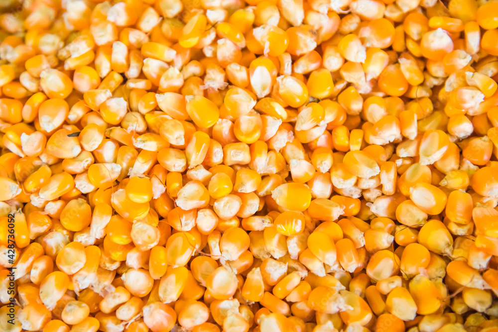 image of dry corn grains background image of dry corn grains background
