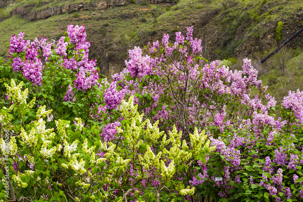Obraz premium Lilac garden, colorful lilac blooming, spring flower