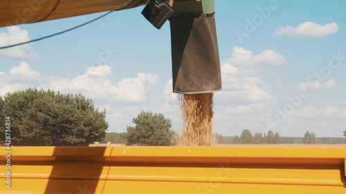 Unloading of harvester into tractor-trailer for selling. Pouring grains from unloader pipe into a yellow tractor during the daytime. Concept of transportation and selling. Blue cloudy sky  photo