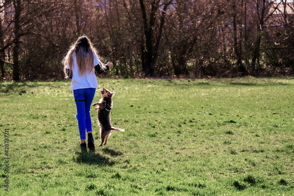 Teenager girl playing with small cute Yorkshire terrier in a park on a green grass. Warm sunny day. Dog high in the air. Playtime and fun outdoors concept Teenager girl playing with small cute Yorkshire terrier in a park on a green grass. Warm sunny day. Dog high in the air. Playtime and fun outdoors concept