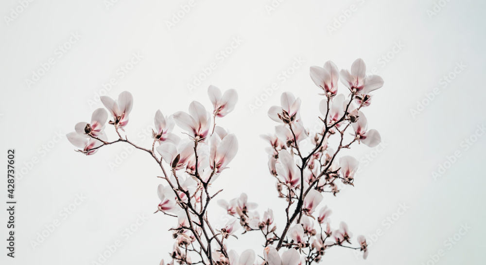 Magnolia x soulangiana (Saucer magnolia) blooming on early spring Magnolia x soulangiana (Saucer magnolia) blooming on early spring