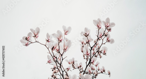 Magnolia x soulangiana (Saucer magnolia) blooming on early spring © ZM