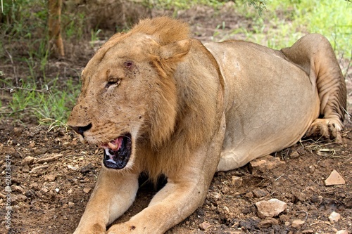 Wallpaper Mural Lion (Panthera leo somaliensis). Nyerere National Park. Tanzania. Africa. Torontodigital.ca