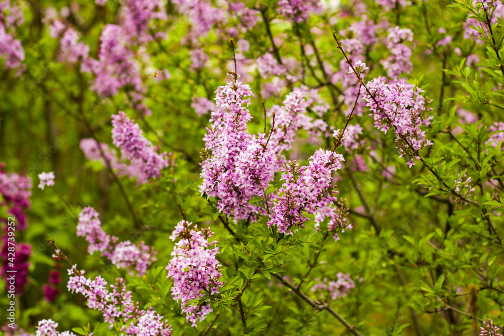 Obraz premium Lilac garden, colorful lilac blooming, spring flower