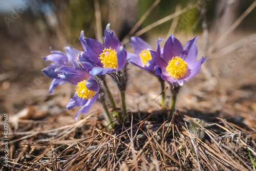 Sleep-Grass. Flowers Wind-Flower (Pulsatilla Patens). First spring April blue sleep-grass flowers