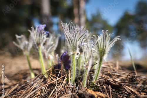 Sleep-Grass. Flowers Wind-Flower (Pulsatilla Patens). First spring April blue sleep-grass flowers © Andrei Baskevich