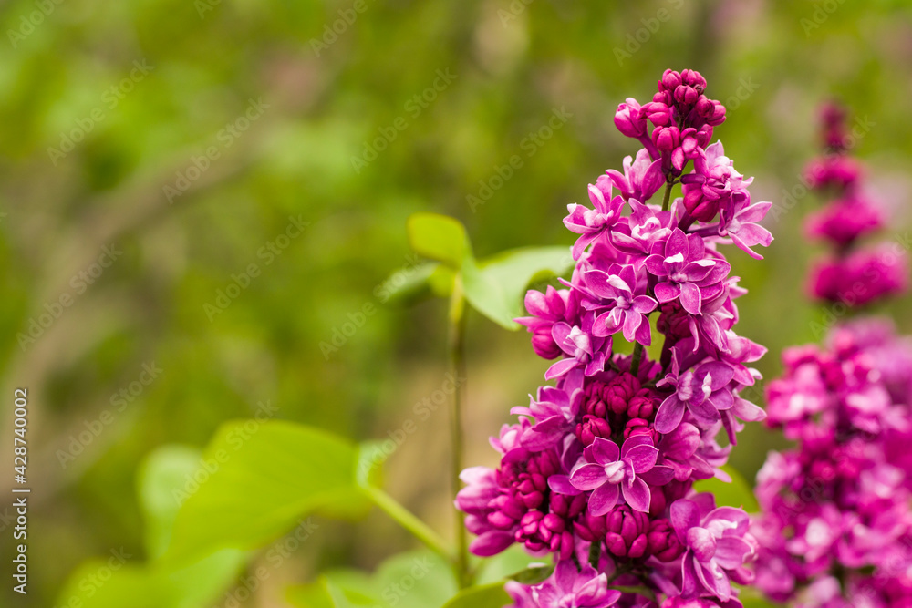 Lilac garden, colorful lilac blooming, spring flower Lilac garden, colorful lilac blooming, spring flower