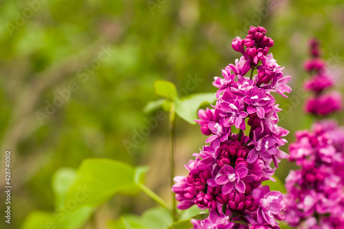 Lilac garden, colorful lilac blooming, spring flower