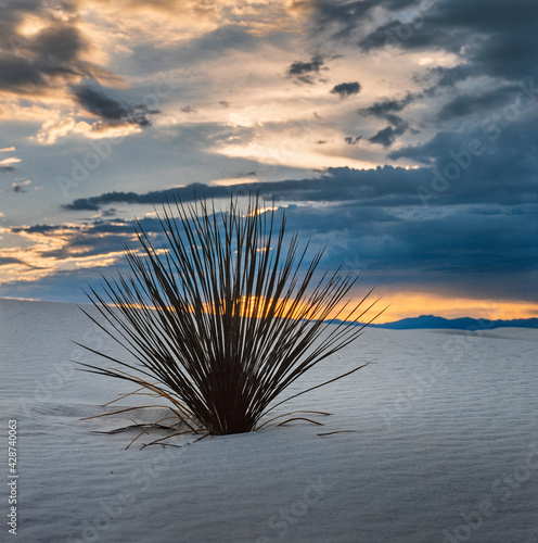 Desert plant. Yucca and sunset clouds at White Sands National Park American national park New Mexico USA. White Sands Missile Range. Tularosa Basin. White sand dunes composed of gypsum cryst