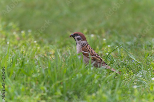 sparrow eating insect in green grass © romantiche