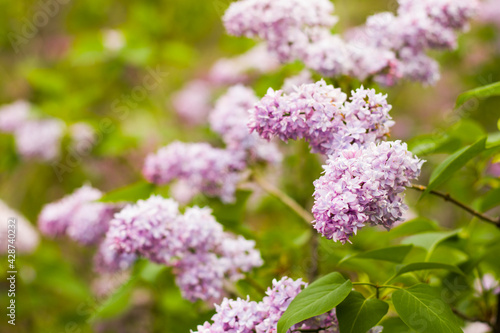 Lilac garden, colorful lilac blooming, spring flower © taidundua