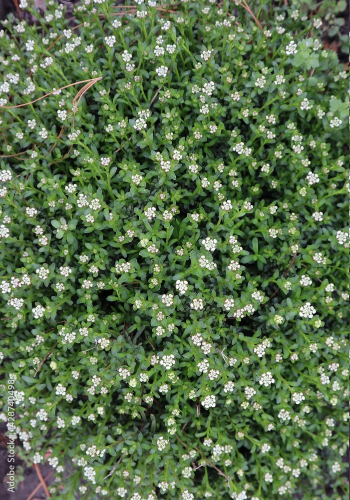 Small white flowers on green grass, top view.