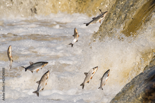 Obraz na plátně Fishes go for spawning upstream
