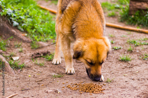 Ginger street dog and dog food, dry dog food