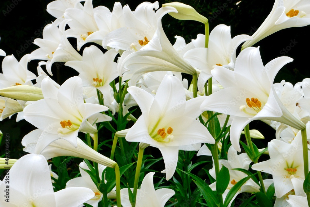 Blooming Lilium longiflorum, often called the Easter lily, is a plant endemic to Taiwan. White lilies often chosen for both weddings and funerals. Concept: purity, commitment, rebirth and sympathy. Blooming Lilium longiflorum, often called the Easter lily, is a plant endemic to Taiwan. White lilies often chosen for both weddings and funerals. Concept: purity, commitment, rebirth and sympathy.