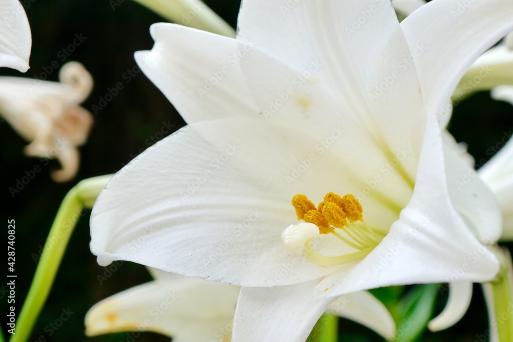 Fototapeta premium Close-up of Lilium longiflorum, often called the Easter lily, is a plant endemic to Taiwan. White lilies often chosen for both weddings and funerals. Concept: purity, commitment, rebirth and sympathy.