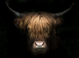 Deken met foto Schotse hooglander Schotse hooglander in groene wei  © Nicole