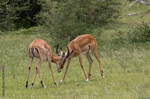 Impala (Aepyceros melampus). Nyerere National Park. Tanzania. Africa. © Rostislav