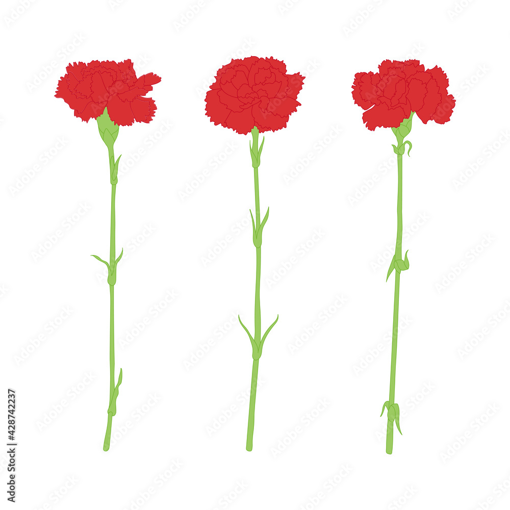 Carnation flower illustrations set.