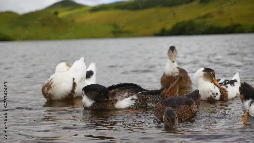 Ducks swimming in the lagoon in the Azores Ducks swimming in the lagoon in the Azores