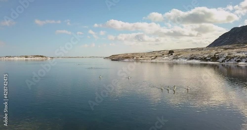 Cinematic drone shot over the Olfusa river with waterfowl in the river near Selfoss Iceland photo